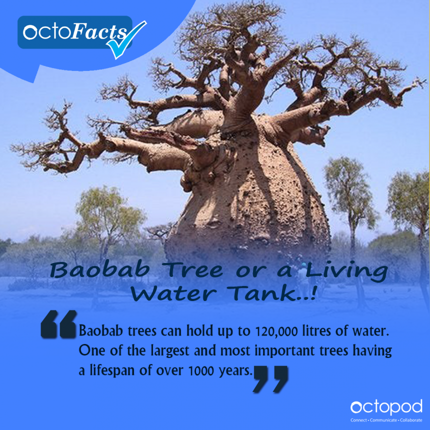 Baobab - Tree or a Living Water Tank..!