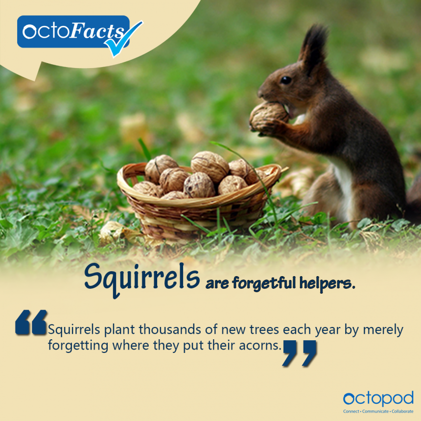 Even squirrels are planting trees, why can