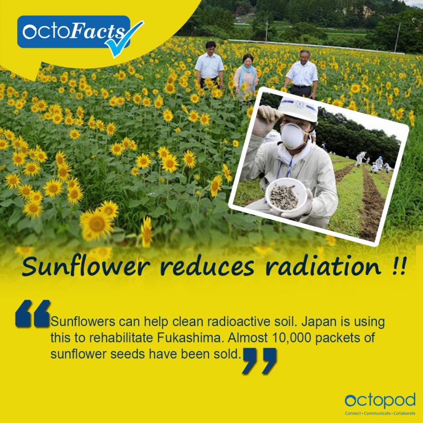 Did you know this about Sunflowers?