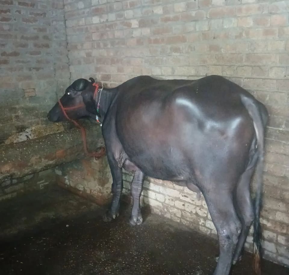 Murrah Buffalo M5313 in  UTTARAKHAND