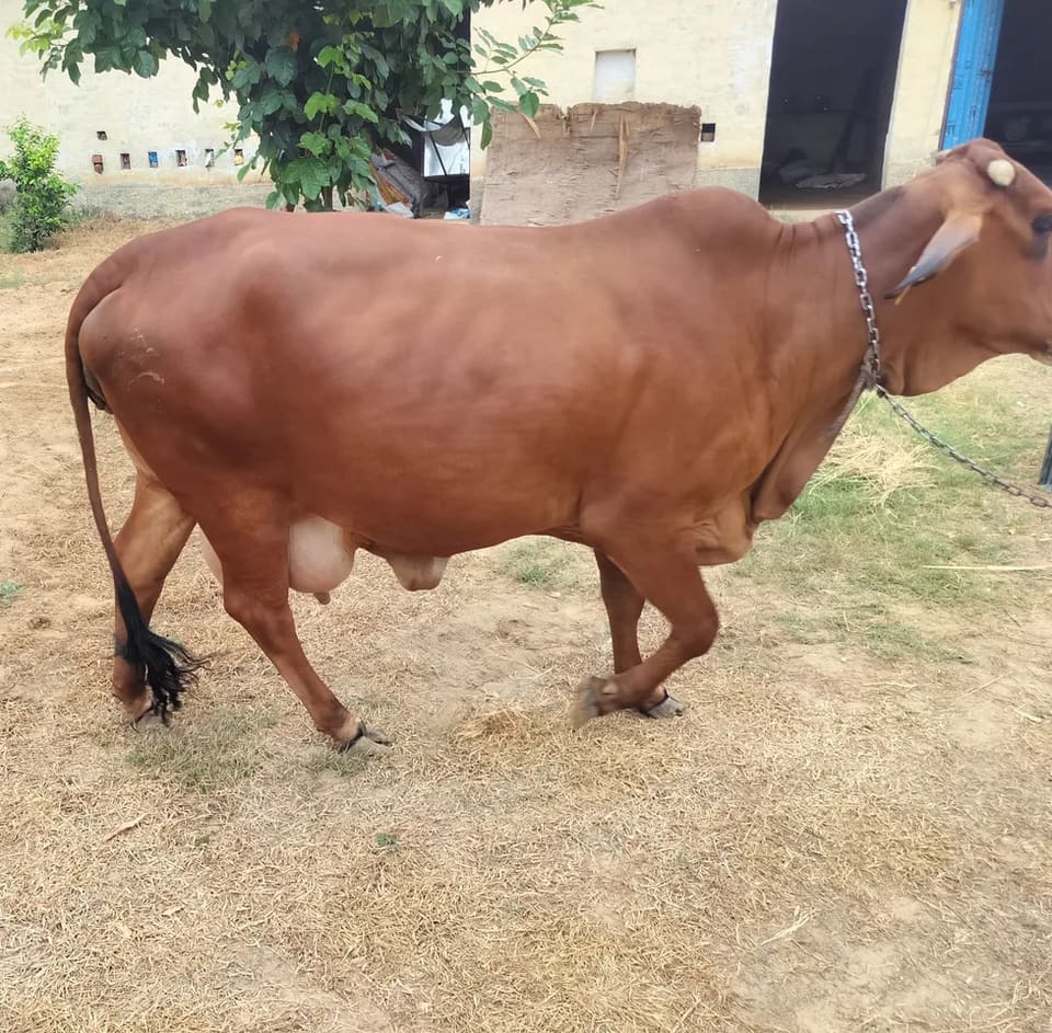 Sahiwal Cow in  RAJASTHAN