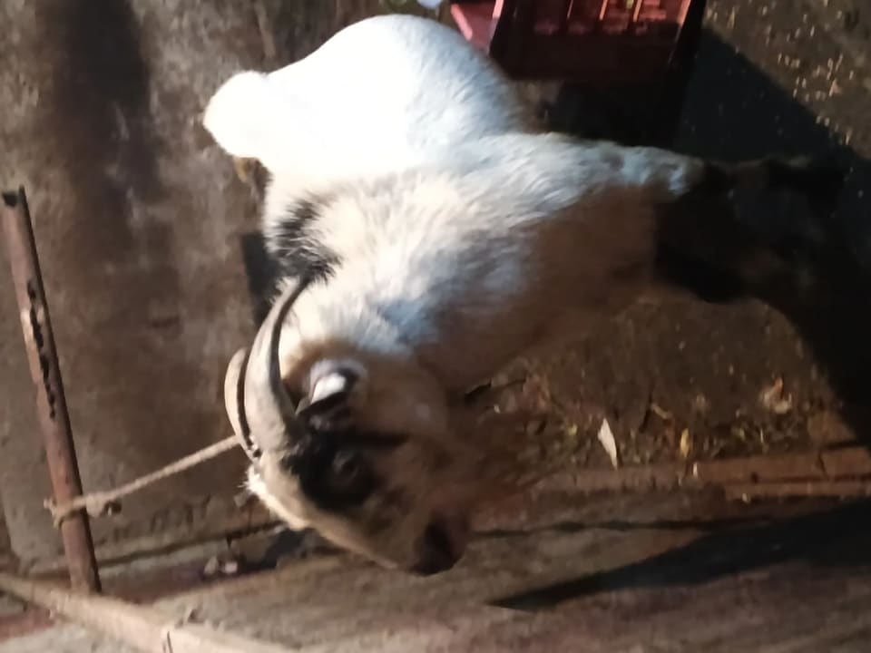 Benthem Goat O0246 in  MAHARASHTRA