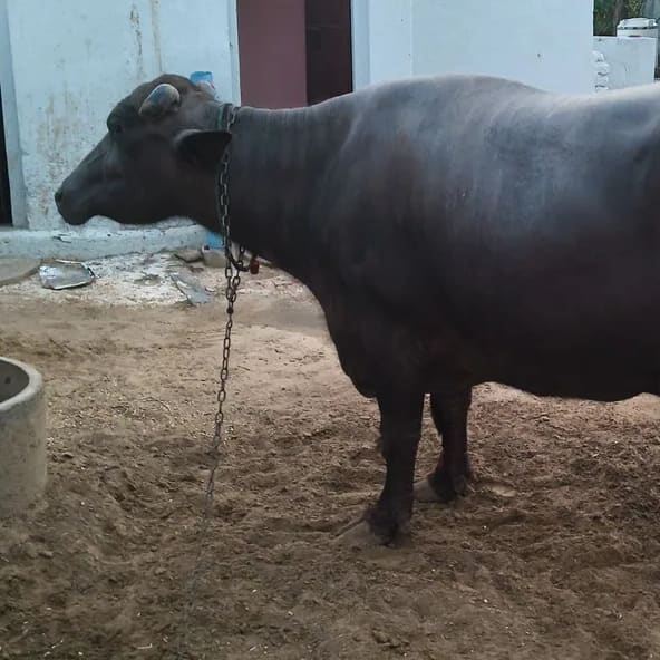 Murrah Buffalo M5277 in  RAJASTHAN