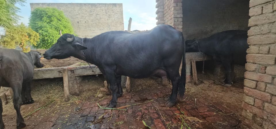 Jafarabadi Buffalo J0474 in  HARYANA