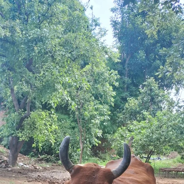 Gir Cow G2049 in  UTTAR PRADESH