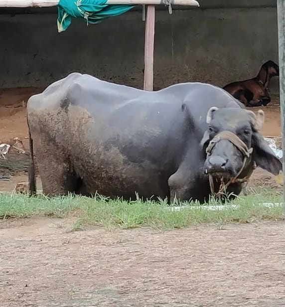 Murrah Buffalo M5401 in  RAJASTHAN