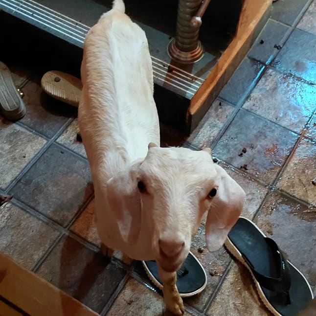Malabari Goat M0284 in  TAMIL NADU
