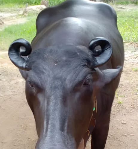Murrah Buffalo in  UTTAR PRADESH