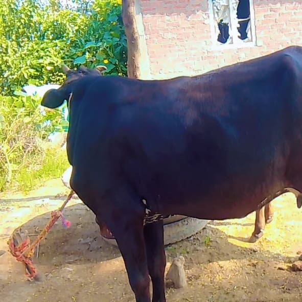 Jersey Cow J1615 in  UTTAR PRADESH