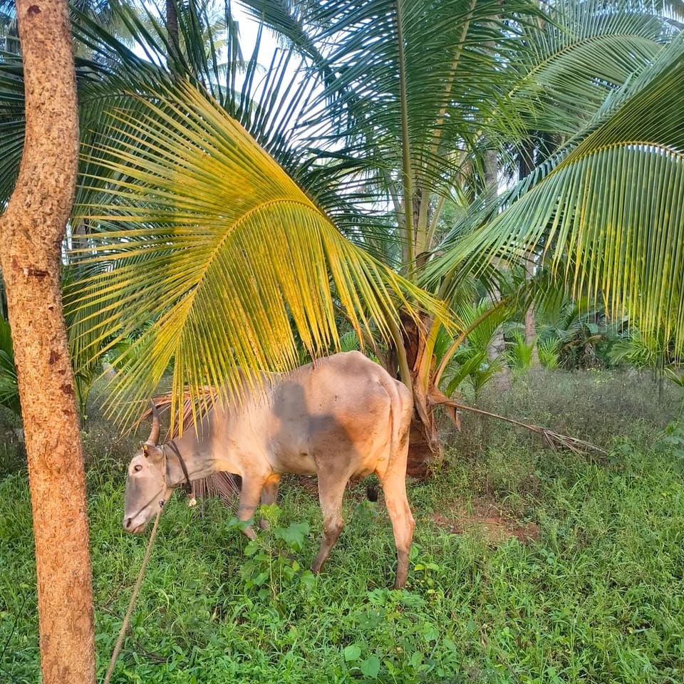 Gir Cow in  KARNATAKA