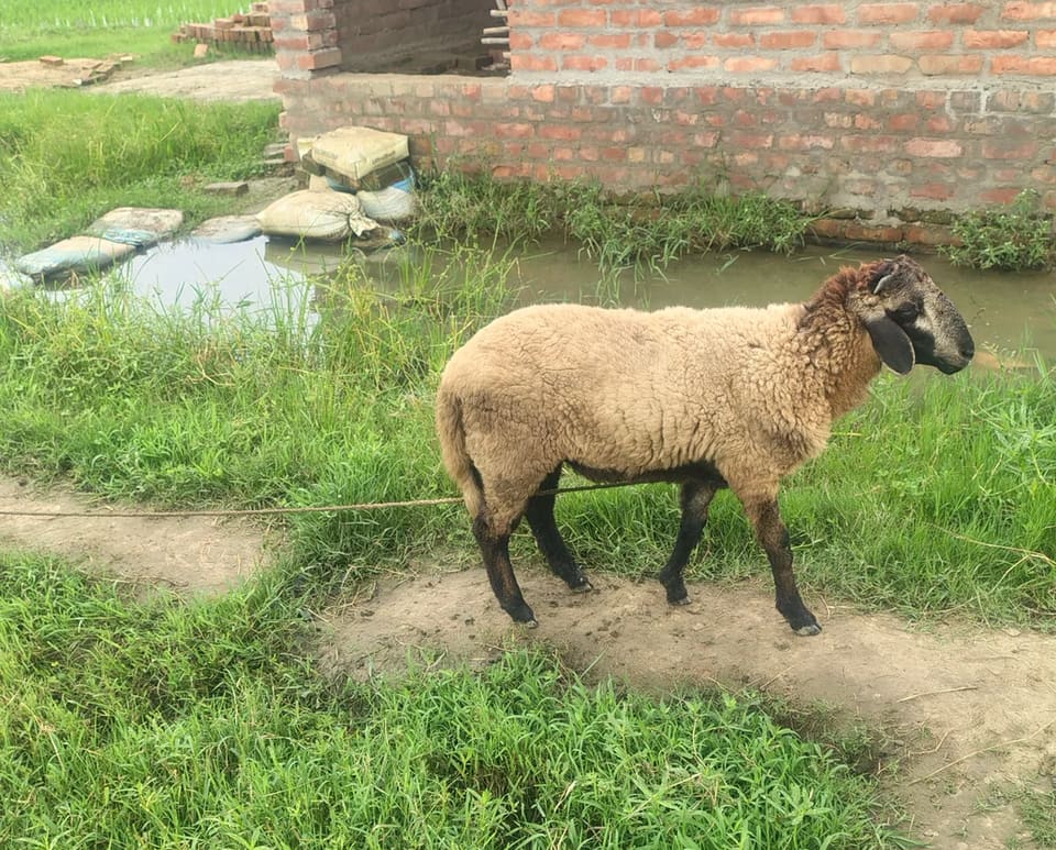 Bannur Sheep B0250 in   WEST BENGAL