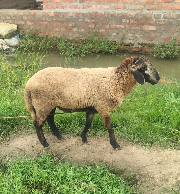 Bannur Sheep B0249 in   WEST BENGAL