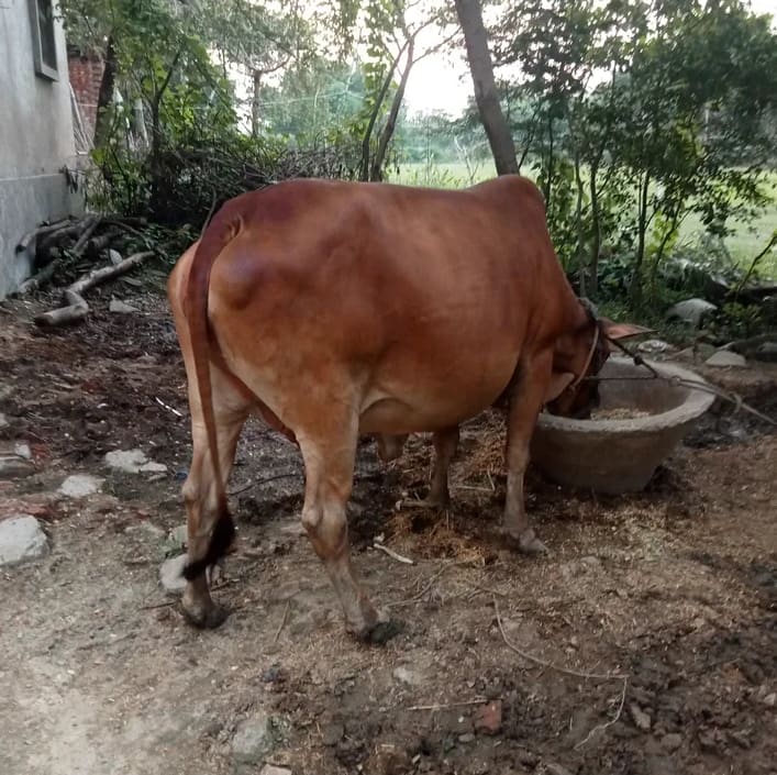 Sahiwal Cow S1831 in  UTTAR PRADESH