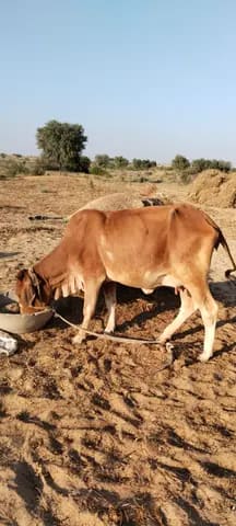 Others Cow in  RAJASTHAN