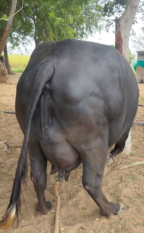 Banni  Buffalo in  GUJARAT