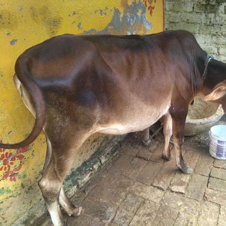 HF Cow in UTTAR PRADESH