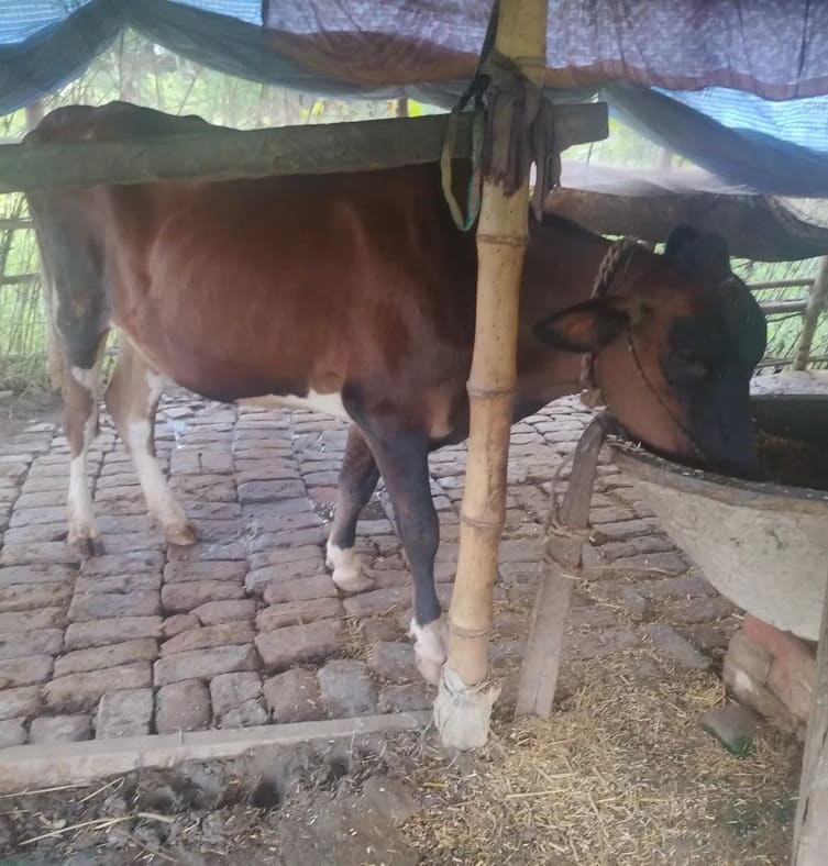 HF Cow in  BIHAR