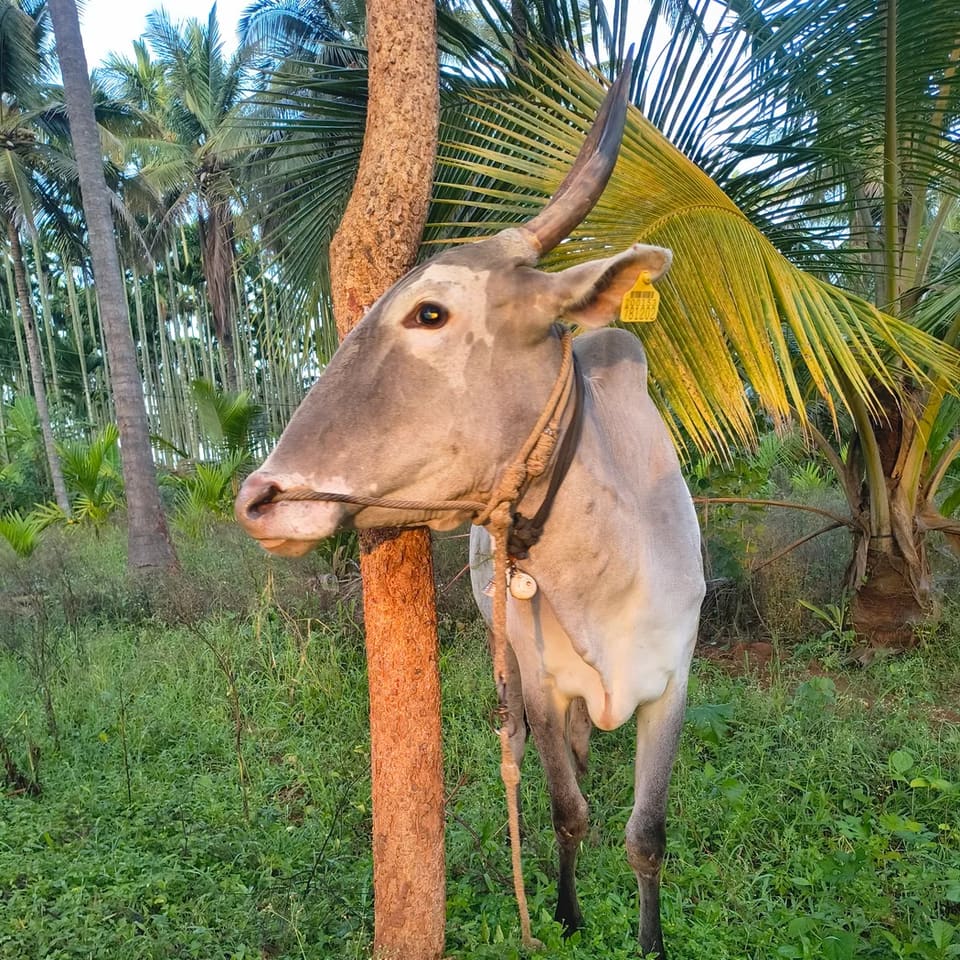 Gir Cow in  KARNATAKA