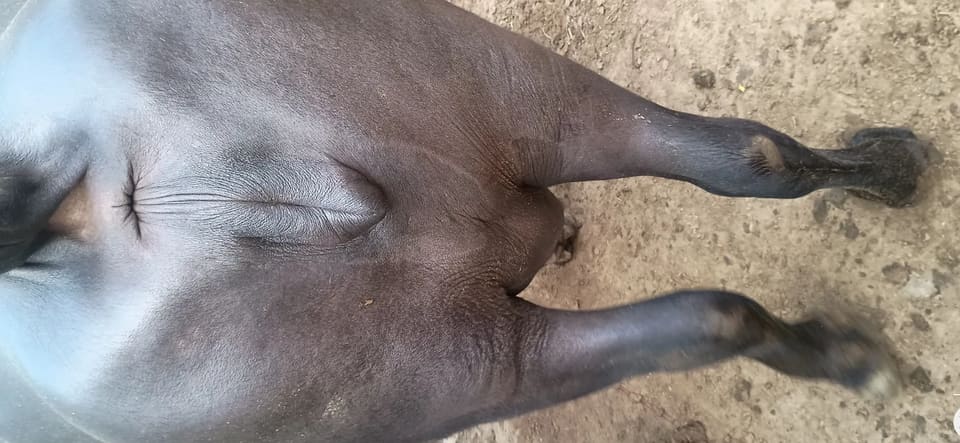 Murrah Buffalo in  UTTAR PRADESH