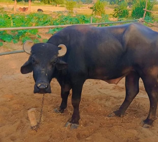Banni  Buffalo B0575 in  GUJARAT