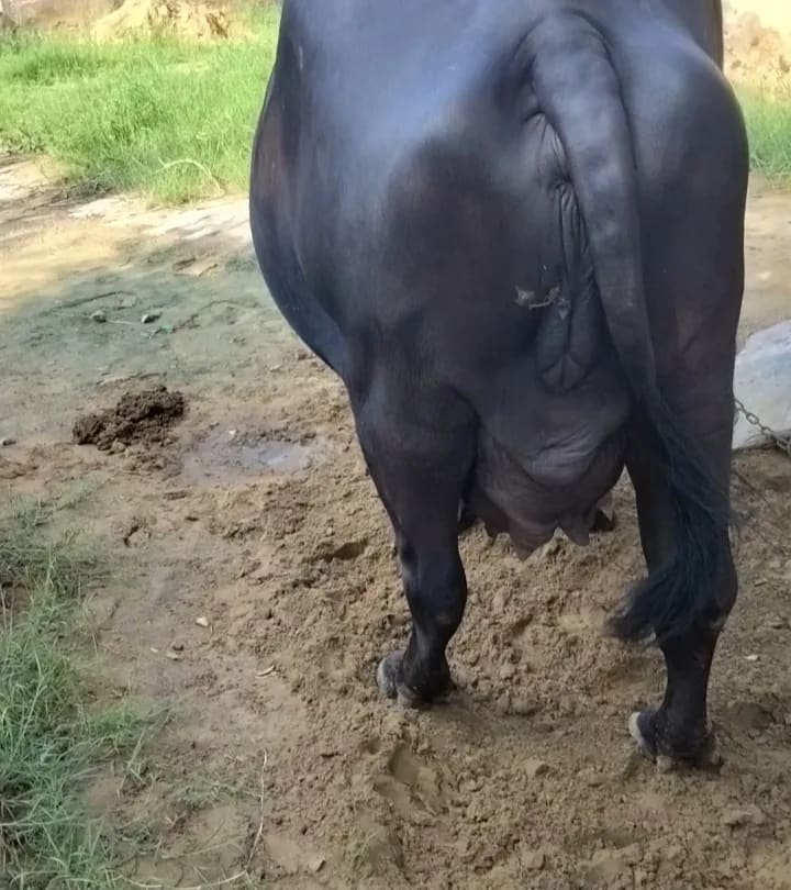 देशी Buffalo O0519 in  HARYANA