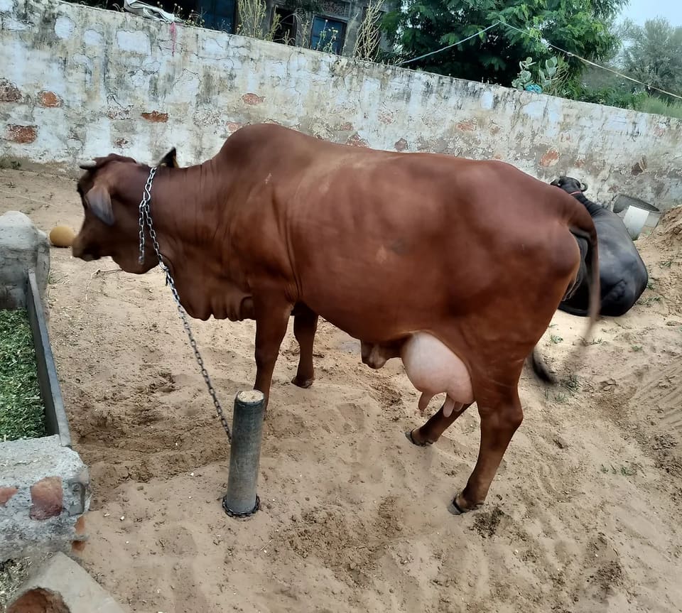 Sahiwal Cow S1901 in  RAJASTHAN