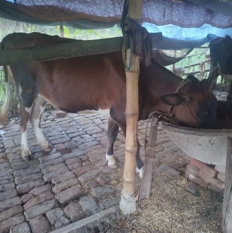 HF Cow in  BIHAR