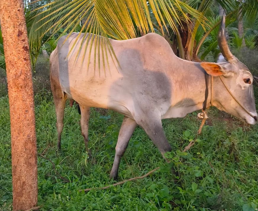 Gir Cow G2086 in  KARNATAKA