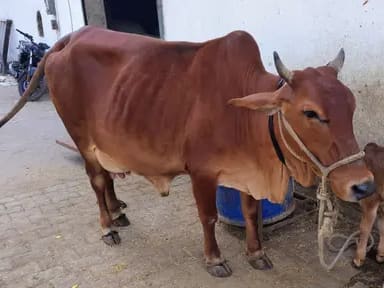 Sahiwal Cow in  UTTAR PRADESH
