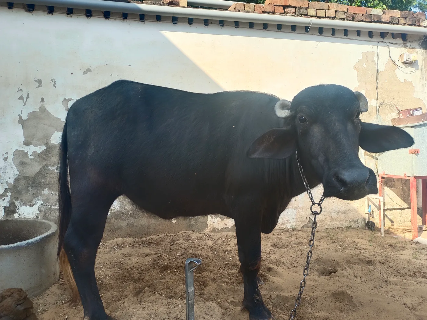 Murrah Heifer Buffalo O0806 in  RAJASTHAN
