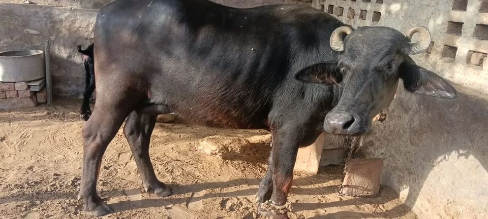 Murrah Buffalo M5304 in  RAJASTHAN