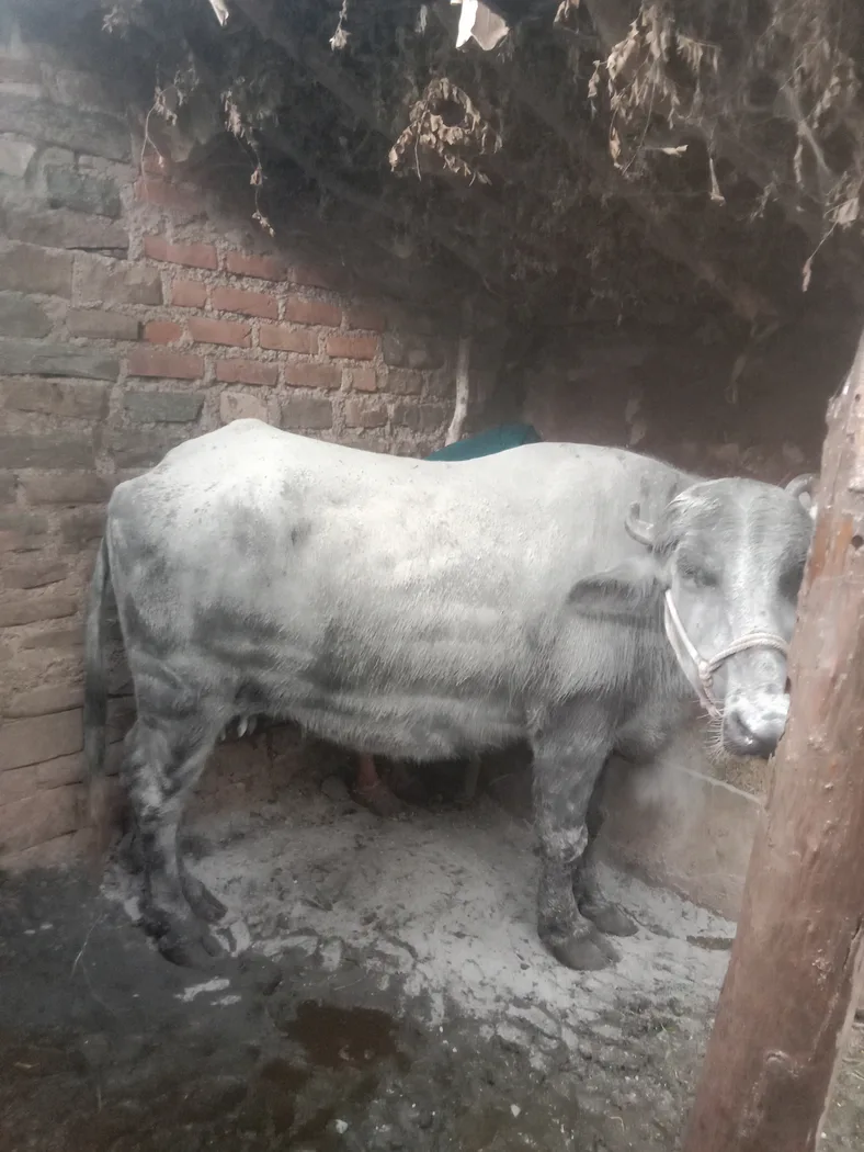 Murrah Buffalo in  RAJASTHAN