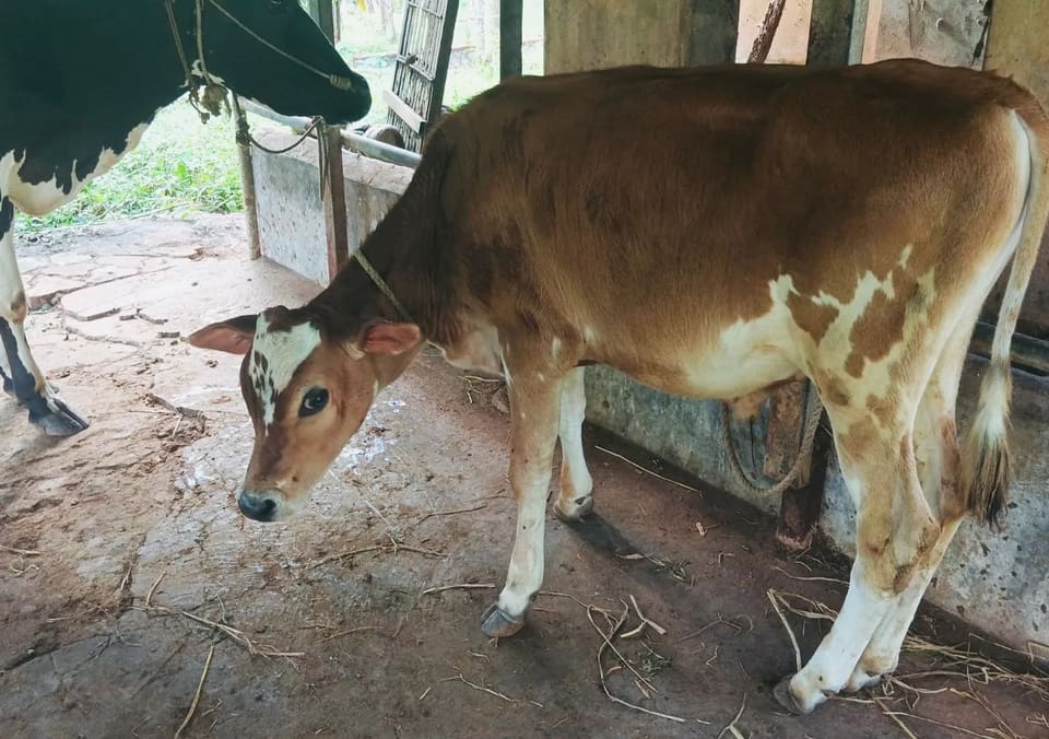 HF Cow in  KERALA