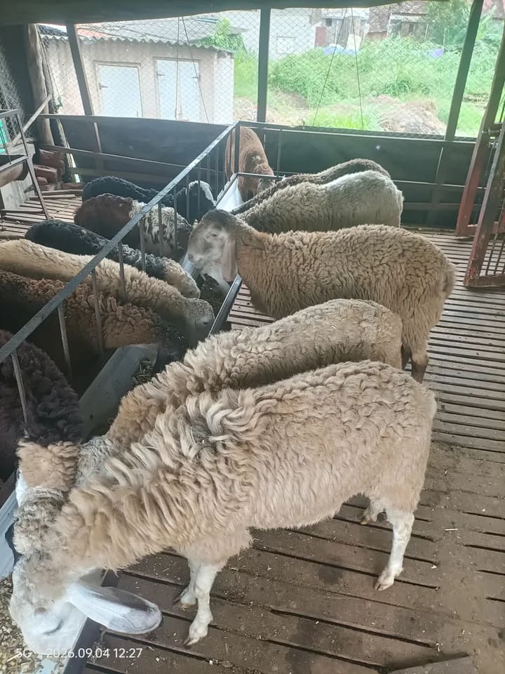 Desi Sheep O0088 in  MAHARASHTRA