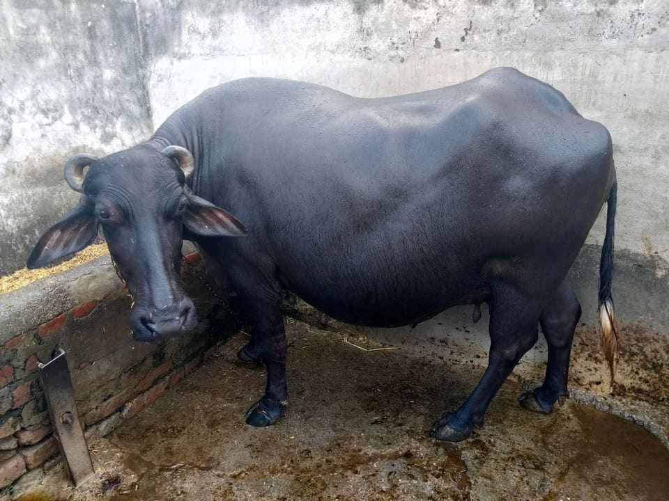 Murrah Buffalo in  HARYANA