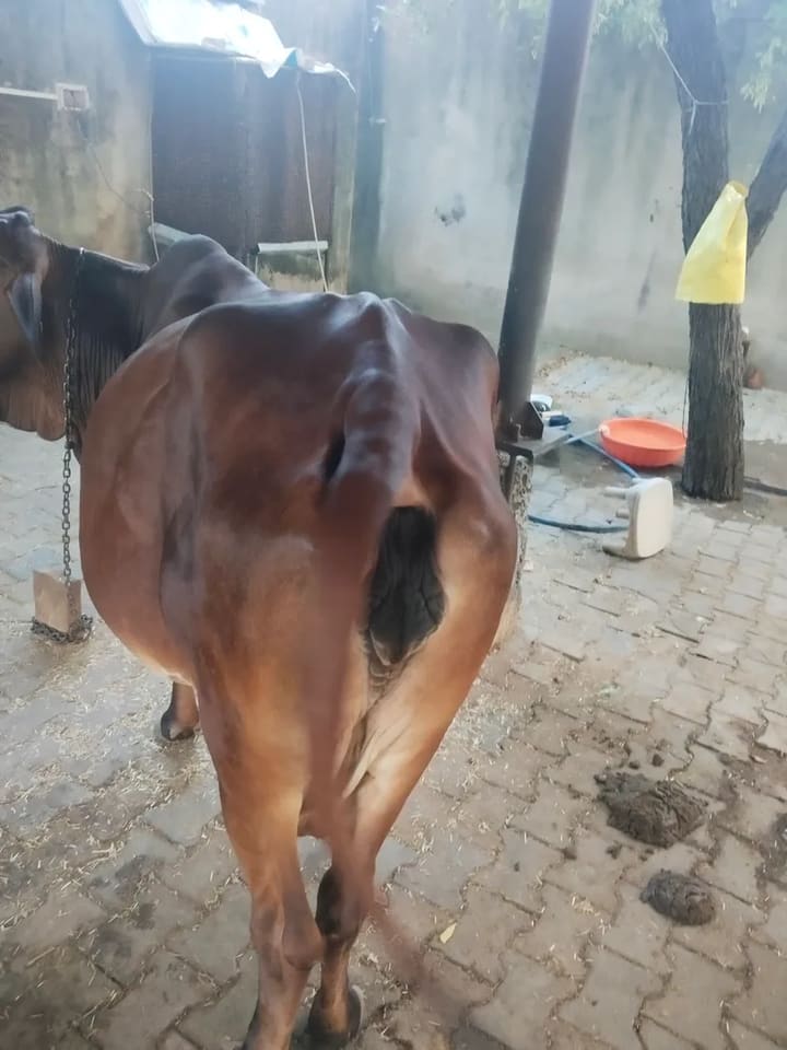 Sahiwal Cow in HARYANA