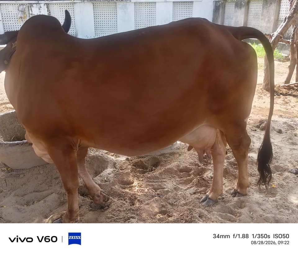 Gir Cow G2103 in  RAJASTHAN