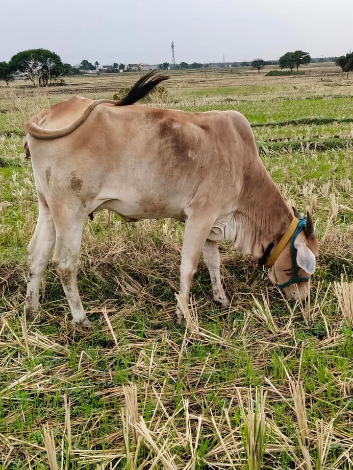 Desi Cow O0528 in  TELANGANA