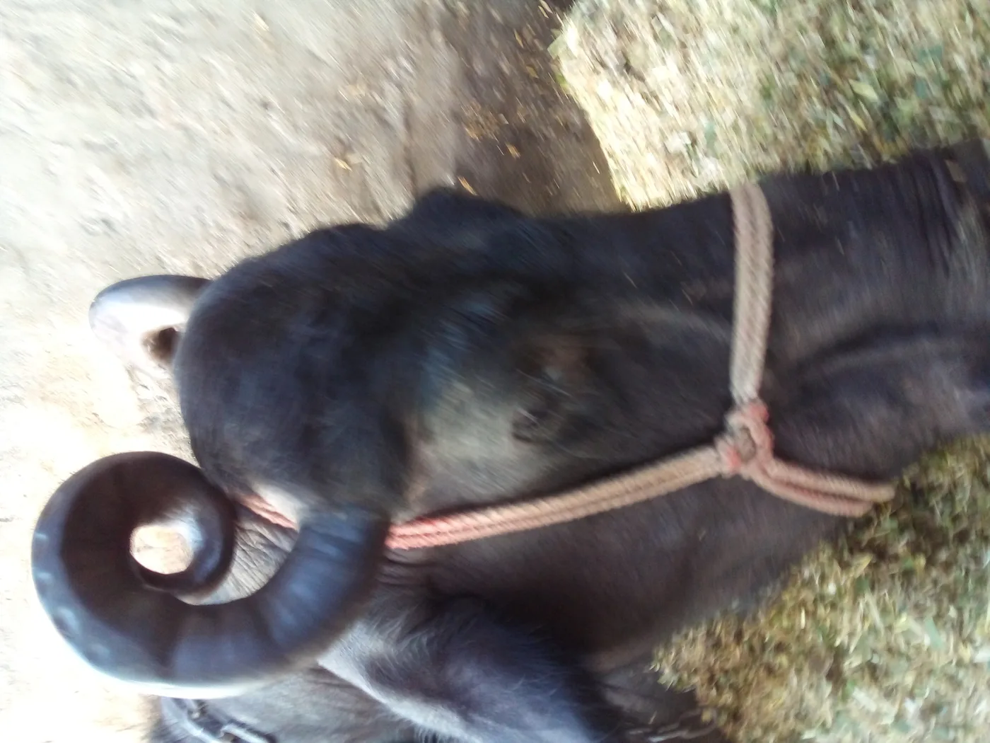 Murrah Buffalo in  UTTAR PRADESH