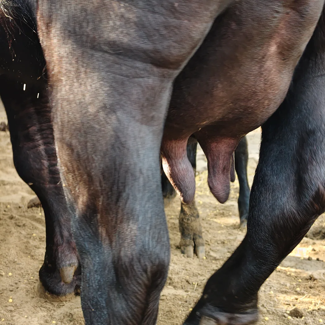 Murrah Buffalo in  HARYANA
