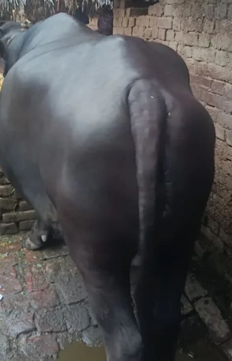 Murrah Buffalo in UTTAR PRADESH
