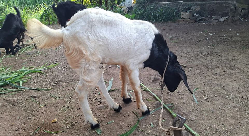 Jamunapari Goat in  MAHARASHTRA