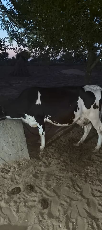 HF Cow H3333 in  RAJASTHAN