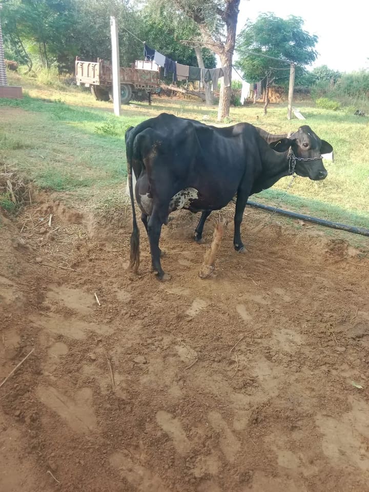 HF Cow in  RAJASTHAN