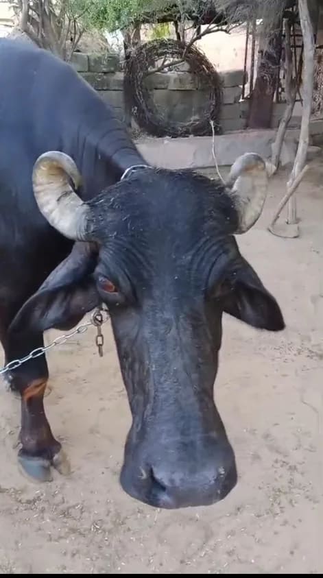 Murrah Buffalo in  RAJASTHAN