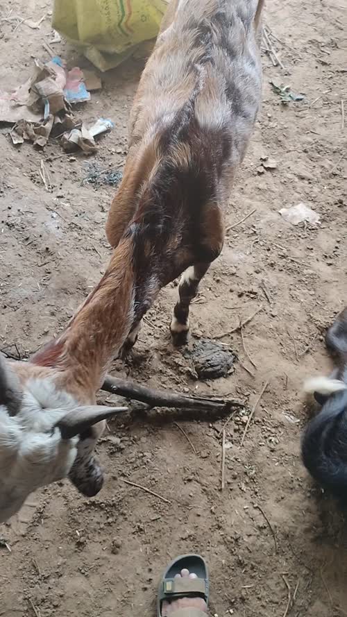 Sirohi Goat S0568 in  RAJASTHAN