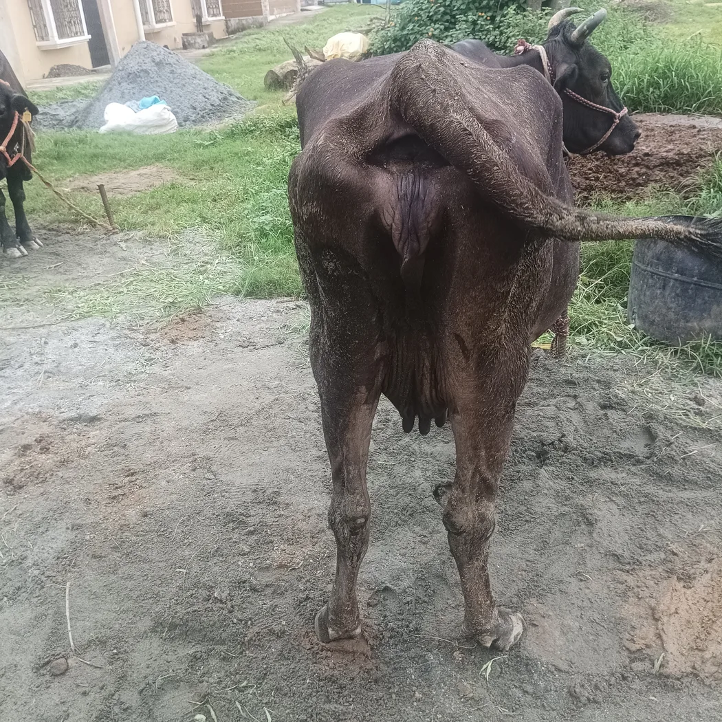 Jersey Cow in  JHARKHAND