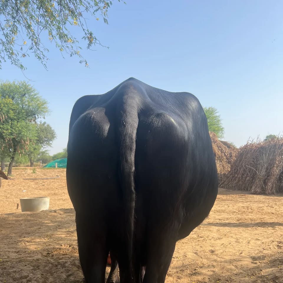 Murrah Buffalo in RAJASTHAN