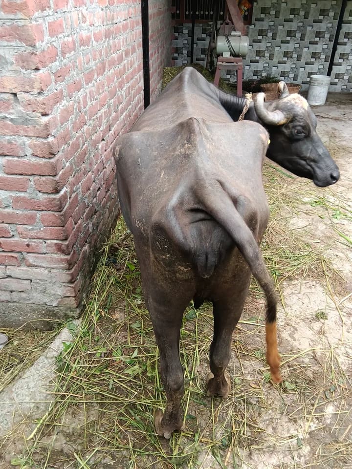 Surti Buffalo in  HIMACHAL PRADESH