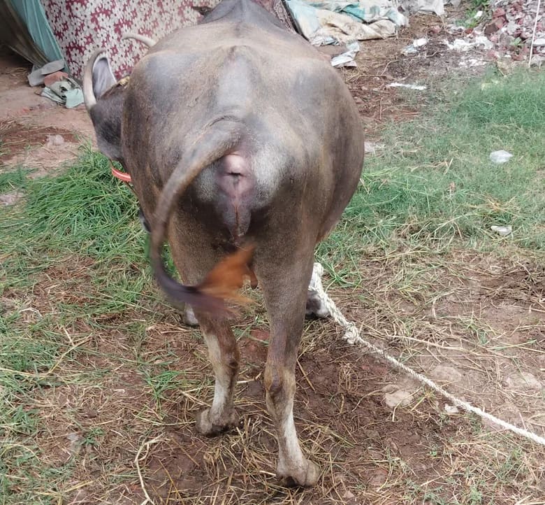 Jafarabadi Buffalo in  ANDHRA PRADESH
